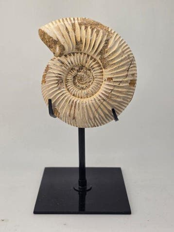Ammoniet - Gefossiliseerd dier - Perisphincets - Stand, Verzamelen
