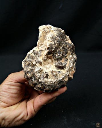Ammoniet - Gefossiliseerd dier - Mammites sp. (Zonder, Verzamelen