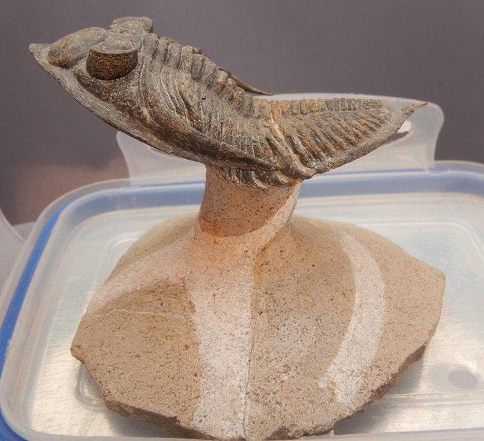 Trilobiet - Fossiel skelet - Odontochile (Zlichovaspis, Verzamelen, Mineralen en Fossielen