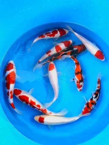 Hirasawa Marusei 27-32cm (Japanse Koi), Karper of Koi