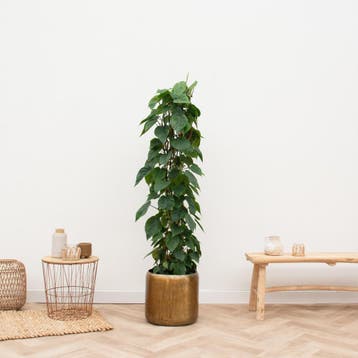 Green Bubble - Philodendron Scandens gaasrek -170cm - Ø27 cm, Huis en Inrichting, Kamerplanten, Ophalen of Verzenden