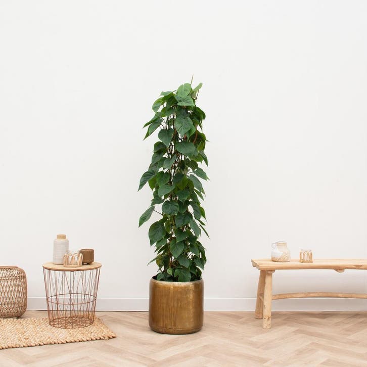 Green Bubble - Philodendron Scandens gaasrek -170cm - Ø27 cm, Huis en Inrichting, Kamerplanten, Ophalen of Verzenden