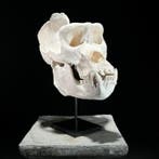 Geen minimumprijs - Een replica van een gorillaskull op een