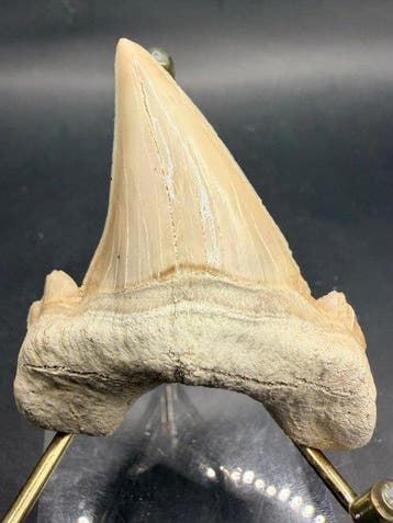 Haai - Fossiele tand - Otodus obliquus - 6.1 cm (Zonder, Verzamelen, Mineralen en Fossielen