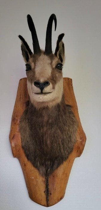 Gems Taxidermie volledige montage - Rupicapra rupicapra - 65, Nieuw