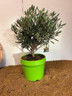 Olijf bonsai (Olea europaea) - Hoogte (boom): 40 cm - Diepte