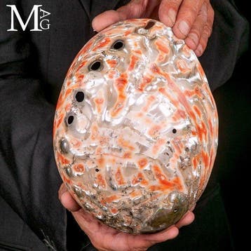 Zeeschelp - Haliotis rufescens Reusachtige parelmoeren, Verzamelen, Nieuw