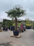 ACTIE: Enorme Trachycarpus Fortunei! 2e HALVE (lees ver., 100 tot 250 cm, Zomer, Palmboom, Ophalen