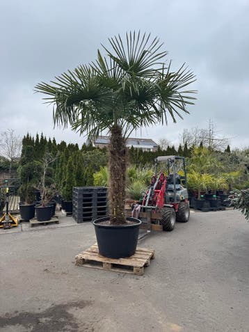 Enorme dikstamTrach. Zondag 31 mei ook geopend!! 10-16 uur, 100 tot 250 cm, Zomer, Palmboom, Ophalen