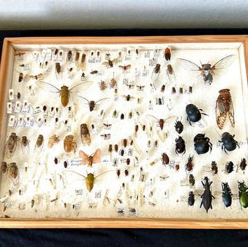 Grote historische entomologische studiedoos - 110+ Cicaden,