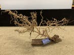Osaka Bonsai Tree nr 1 - 59x20x34cm - aquascaping boom, Dieren en Toebehoren, Ophalen of Verzenden, Nieuw, Plant(en), Steen of Hout