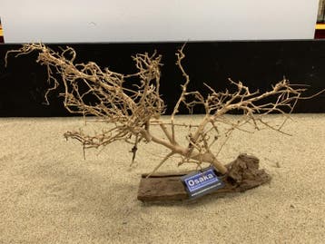 Osaka Bonsai Tree nr 1 - 59x20x34cm - aquascaping boom, Ophalen of Verzenden, Nieuw, Plant(en), Steen of Hout