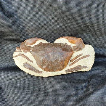 Gefossiliseerd dier - Very big Archaeogeryon Peruvianus, Verzamelen