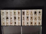 Collectie met dierenthema - Insecten