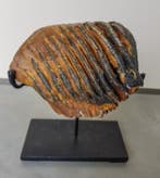 Wolharige mammoet - Fossiele tand - 110 mm - 140 mm, Verzamelen, Mineralen en Fossielen