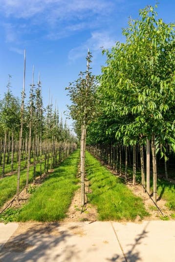 Sorbus aria Magnifica hoogstam