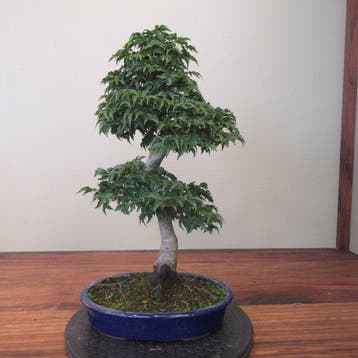 Acer palmatum shishigashira - Hoogte (boom): 43 cm -