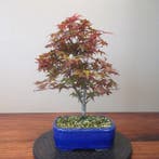Acer palmatum deshojyo - Hoogte (boom): 31 cm - Diepte
