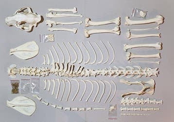 Tijger Volledig skelet met schedel - Panthera tigris - 38 cm, Nieuw