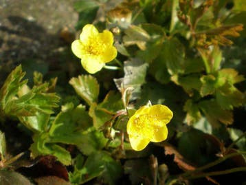 Waldsteinia ternata , p9 bodembedekker, Verzenden, Lente, Vaste plant, Halfschaduw