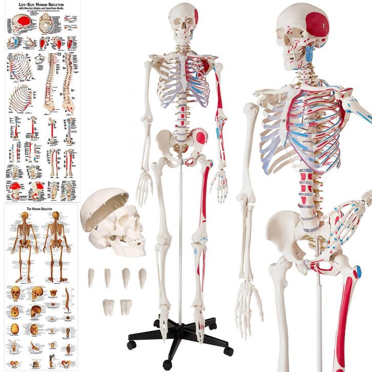 Anatomisch skelet met spiermarkering - wit, Hobby en Vrije tijd, Overige Hobby en Vrije tijd, Verzenden