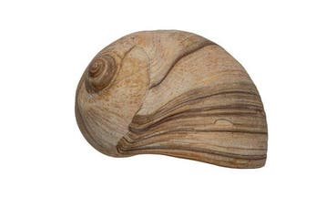 Uitstekende 90 mm GIANT Neverita didyma - Zeldzame