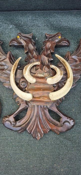 Wild zwijn Set tanden - Sus scrofa - 5 trophées de sangliers, Nieuw