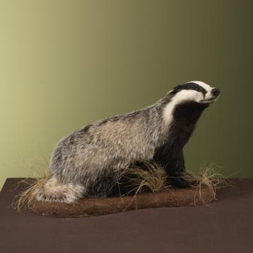 Das Taxidermie Opgezette Dieren By Max, Verzamelen, Dierenverzamelingen, Ophalen of Verzenden, Nieuw, Wild dier, Opgezet dier
