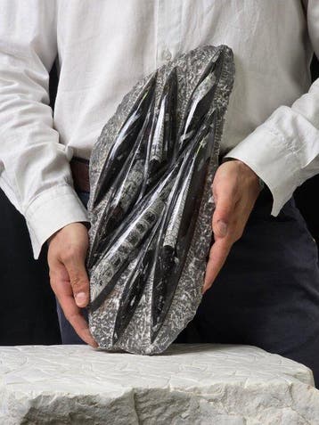 Orthoceras - Gefossiliseerd dier - 37 cm (Zonder