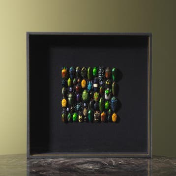 Kevers in Lijst Taxidermie Opgezette Dieren By Max, Ophalen of Verzenden, Nieuw, Insect, Opgezet dier