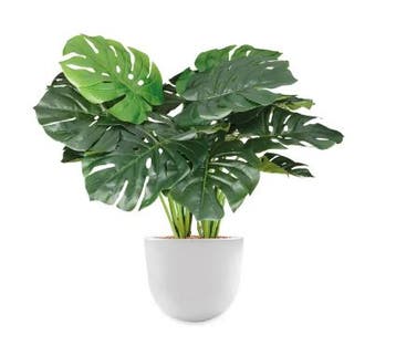 Monstera kunstplant, H70cm, Huis en Inrichting, Ophalen of Verzenden, Overige soorten, Minder dan 100 cm