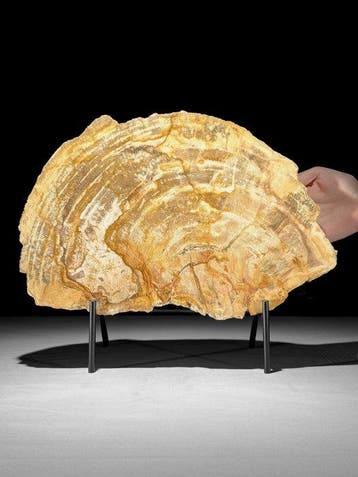 Prachtige snede van versteend hout op een op maat gemaakte