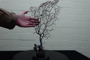 Fine Gorgonian Sea Fan / zeewaaier op houten sokkel