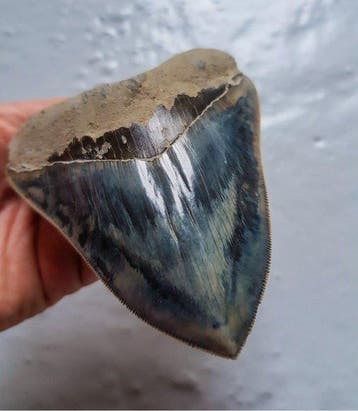 Megalodon - Fossiele tand - 12.5 cm - 9.6 cm, Verzamelen