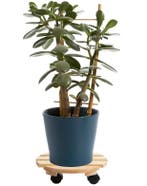 Cti Plantenroller - Plantentrolley - Voor binnen en buite..., Verzenden, Nieuw