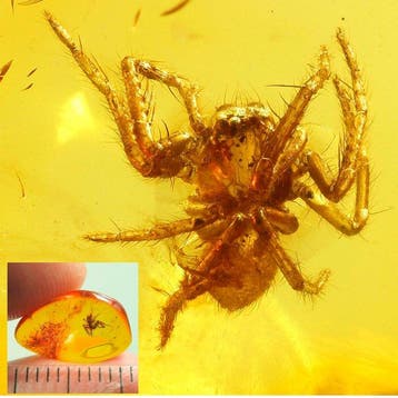 Amber - Barnsteen - Ant - Interesting bead for jewellery -