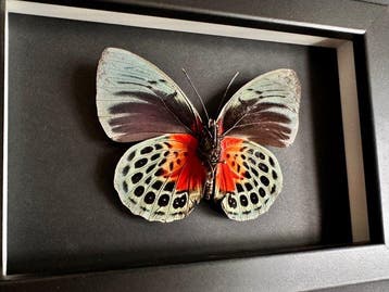 Vlinder Taxidermie volledige montage - Agrias Béatifica