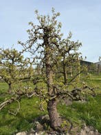 Volwassen Conference Bomen ca. 45 jaar oud, 100 tot 250 cm