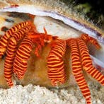 Ciliopagurus strigatus (Rode Ringpoot heremietkreeft), Ophalen of Verzenden, Nieuw