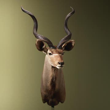 Koedoe Taxidermie Opgezette Dieren By Max, Verzamelen, Ophalen of Verzenden, Nieuw, Wild dier, Opgezet dier