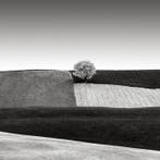 Rosario Civello - Fields #7