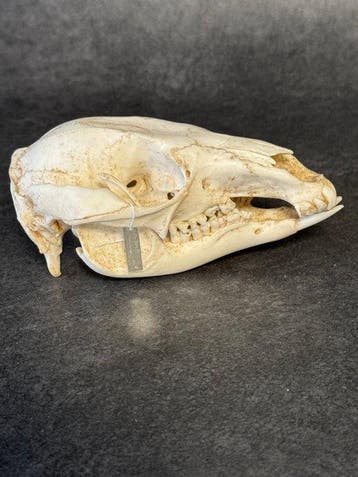 Bennets-wallaby Schedel - macropus rufogriseus - 5.5 cm - 7, Nieuw