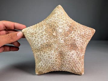 drooggeconserveerde kussenzeester op metalen voet Taxidermie, Nieuw