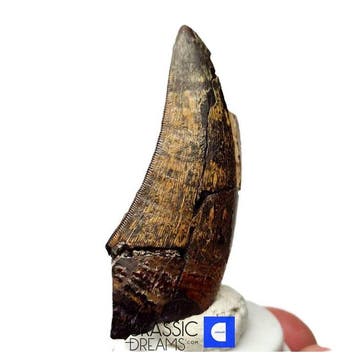 Grote tyrannosauriër tand - Nanotyrannus sp - Laat-Krijt -