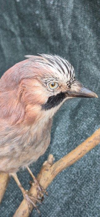 Blauwe gaai van de eiken Taxidermie wandmontage - Garrulax, Nieuw