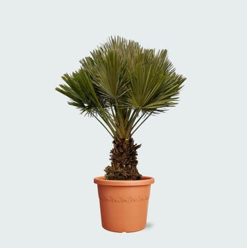 Green Bubble - CHC45VC Chamaerops Humilis compact - 120cm, Ophalen of Verzenden