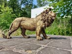 Beeld, Beeld, 60 cm long statue of golden bronze lion - 32