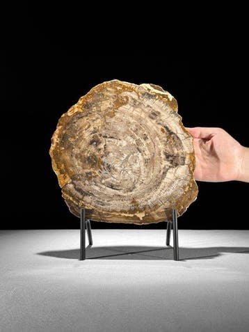 Prachtige plak versteend hout op een maatwerk standaard. -