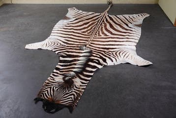 Plains Zebra Skin with Head Gewei - Equus quagga - 315 cm -, Nieuw