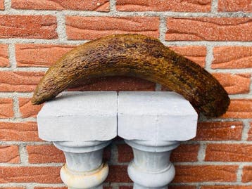 steppewisent - Fossiel bot - Bison priscus - 43 cm - 10 cm, Verzamelen